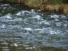 Nepean river rapids