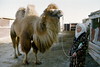 KAZAKHSTAN - in fishing villages next to the Aral Sea people now raise camels