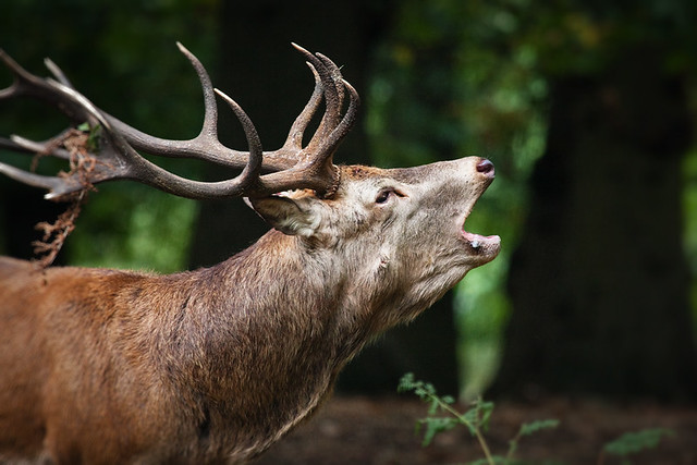 Mature, Bellowing Red Deer Stag