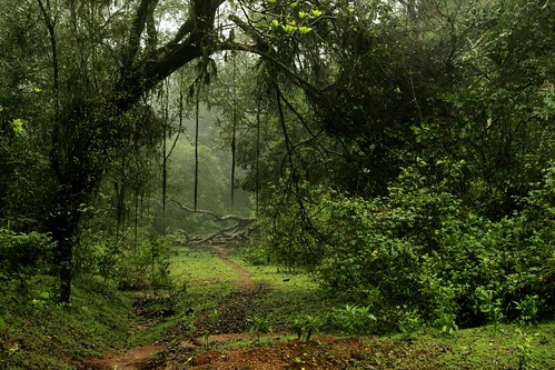 A view of Rain Forest