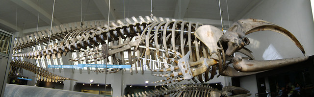 Whale Skeletons