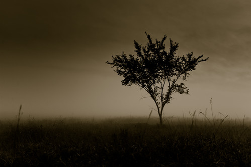 sky mist tree nature fog sepia wisconsin rural canon landscape photography photo midwest image picture meadow ground madison 5d marsh prairie 2008 canonef1740mmf4lusm lonetree cherokeemarsh canoneos5d lorenzemlicka