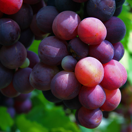 red nature fruit canon tagged uva frutta grape