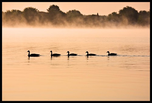 morning mist lake fog sunrise canon geese michigan gunlake 40d craigbisel