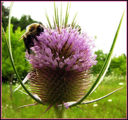 ontario canada bumblebee londonontario