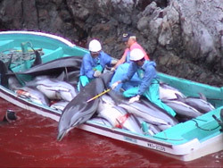 Taiji dolphin hunting from Flickr via Wylio