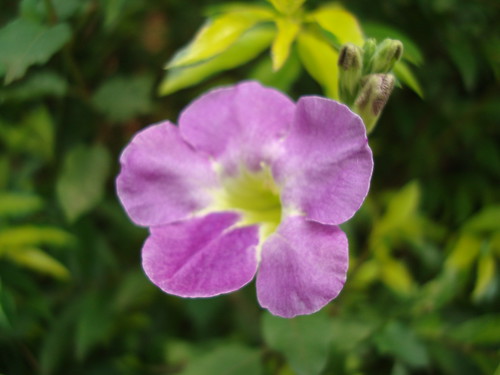 flower srilanka
