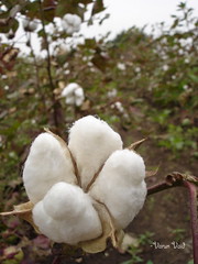Cotton dipolamacy