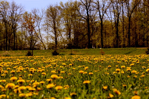 trees sky nature minnesota yellow weeds lawn dandelions milaca