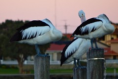 Pelican Threesome