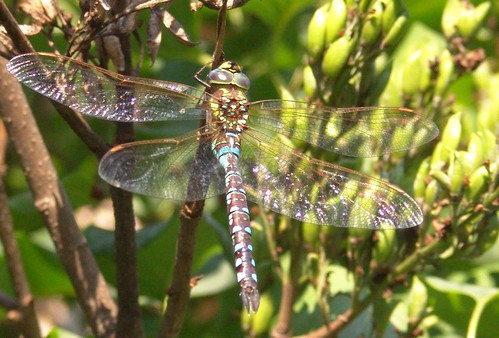 ontario canada dragonfly coldwater migranthawker aenhnamixta