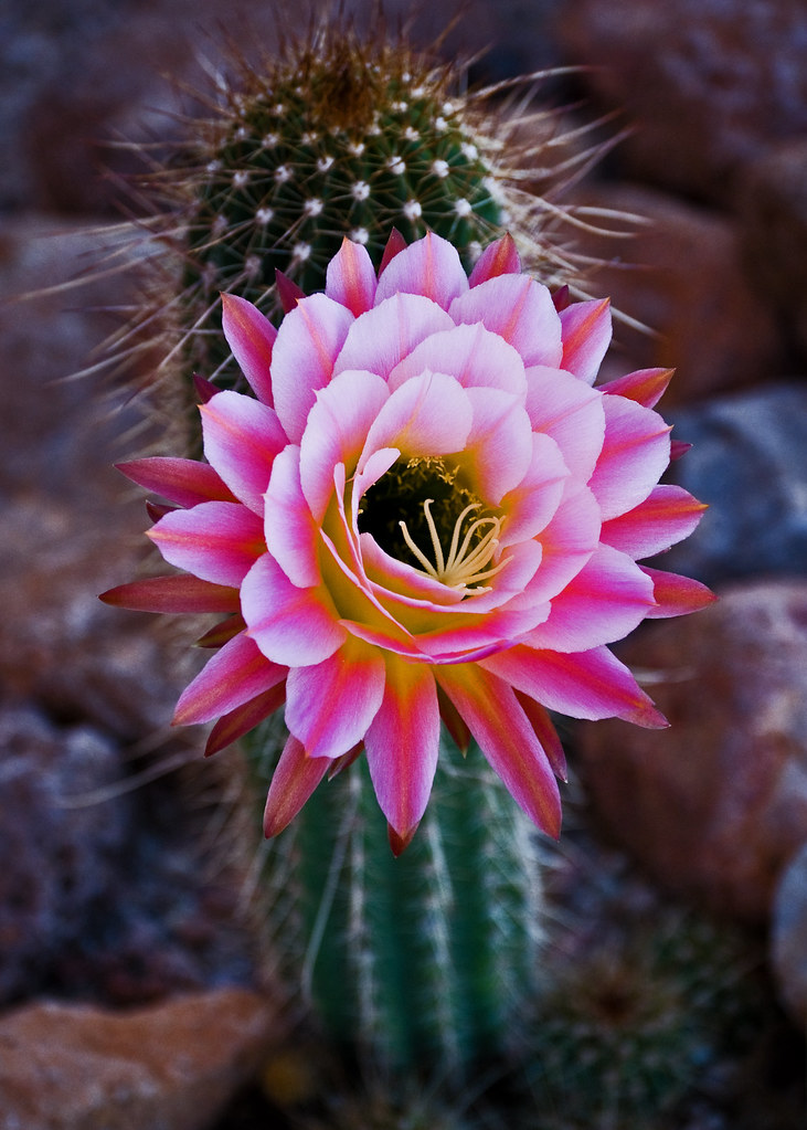 Pink Cactus Flower | Flickr - Photo Sharing!