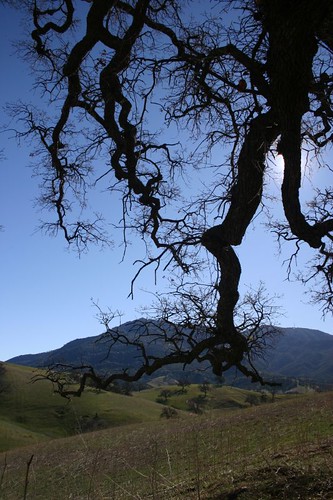 california oak clayton mountdiablo
