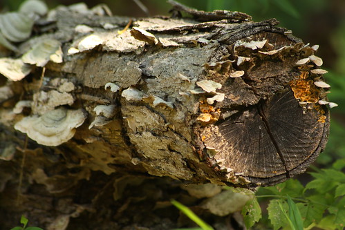 wood old nc log northcarolina fungi lichen lincolncounty clinefarm davidhopkinsphotography ncpedia