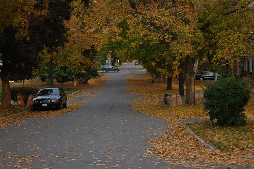 autumn trees ontario fall leaves colours peterborough