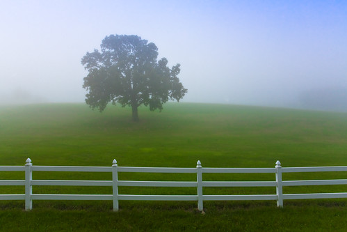 white mist tree field fog wisconsin rural canon fence landscape photography one photo oak alone image country hill picture 5d solitary canonef1740mmf4lusm lonetree picketfence fitchburg canoneos5d lorenzemlicka