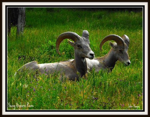 wild canada animal bc sheep east fujifilm bighorn radium kootenay picnik