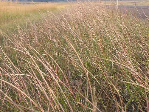 grass montana habit habitat poaceae steppe perennial latesummer inflorescence bunchgrass sporobolus warmseason leafsheath colstrip disturbedsite drysite wetsite sporoboluscryptandrus sanddropseed