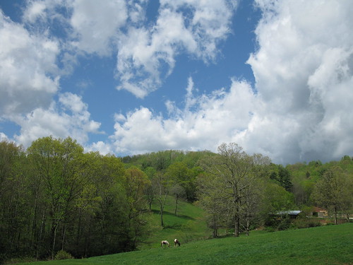 Horses in April Pasture …