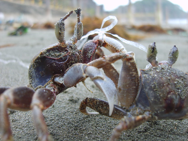 crab fighting | Flickr - Photo Sharing!