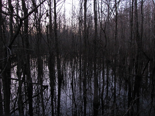 statepark park wood travel trees usa reflection nature water canon landscapes scenery view nightshot state south country peaceful powershot historic swamp haunting arkansas tranquil louisianapurchase sx10is waltphotos