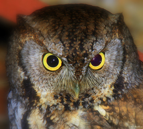 canon explore owl screechowl megascopsasio vibrantcolours featheryriday explore154 vosplusbellesphotos greymorphscreechowl owlheadshot wildscreechowl