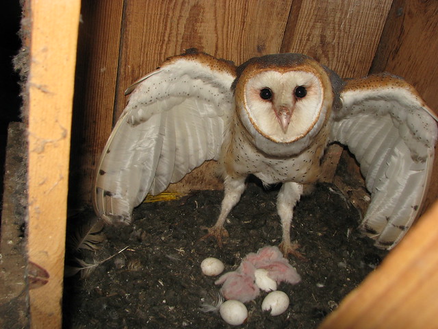 baby barn owl