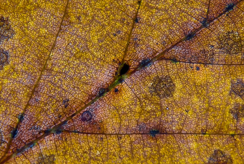autumn macro geotagged leaf