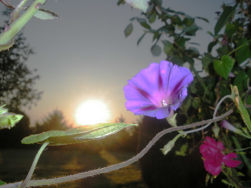 flowers sunrise