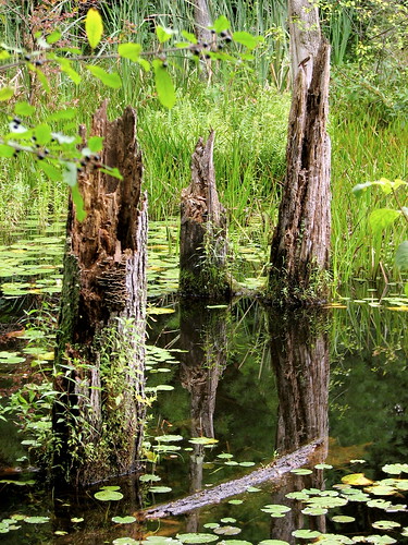 bridge trees river pond lily turtle bog wetland waterlilly biketrail norwottuckrailtrail
