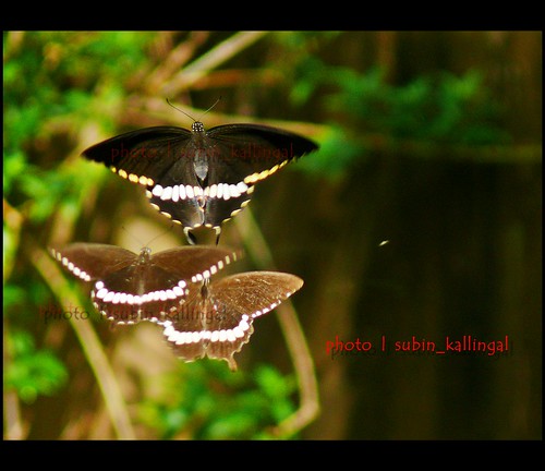 india nature fauna butterfly lumix butterflies kerala panasonic thrissur commonmormon fz50 subin incredibleindia butterfliesinflight subinkallingal