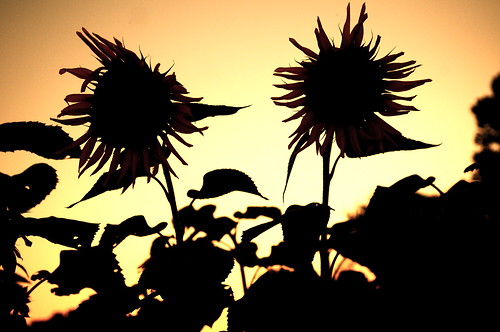 sunset silhouette sunflowers sunflower kansas