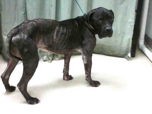Solid Black Male Pit Bull with Mange *DESTROYED* Solid