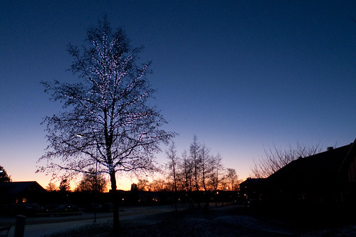 light sunset tree night skåne sweden schweden sverige svalöv suéde svezia svalövskånelän