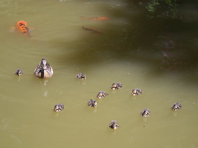 a family of ducks