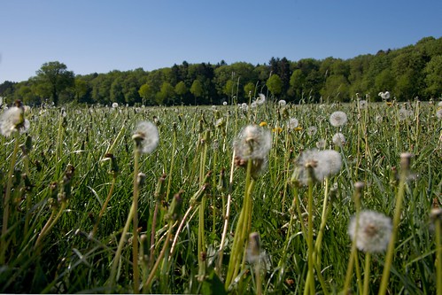 deutschland europa pflanzen wiese landschaft nordrheinwestfalen münster münsterland löwenzahn pusteblume wolbeck
