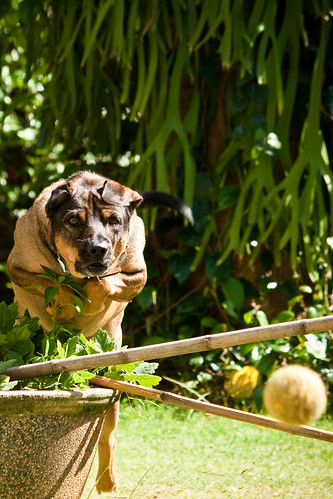 dog pet animal ball indonesia jump play exercise kiko trick tennisball obstacle banten baliview