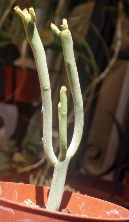 Euphorbia aphylla 3319051038_4ec4aa63cf_o