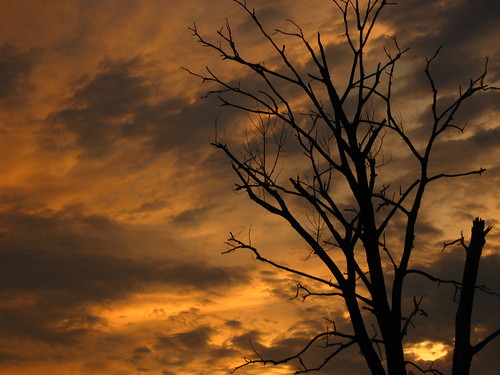 sunsets deadtree skyandclouds exquisite cloudjunkie canonpowershot orangeskies thecloudappreciationsociety 10millionphotos canondigitalphotographersnaturewildlife arkansasphotography arkansasthuderstorms