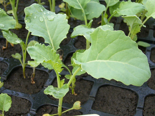 alondra Deducir pedestal Cultivo del brócoli: Cómo plantar brocoli fácil | Planeta Huerto