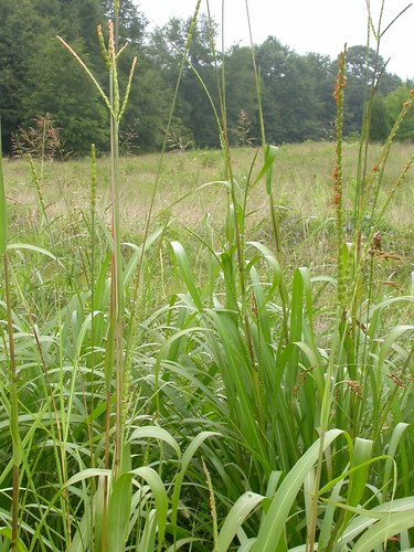 grass georgia habit habitat poaceae perennial inflorescence rhizomatous warmseason tripsacum tripsacumdactyloides easterngamagrass disturbedsite wetsite