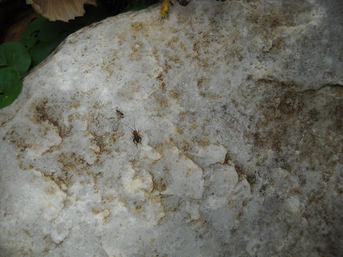 bug ant bugs cricket