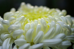 Florist's Chrysanthemum