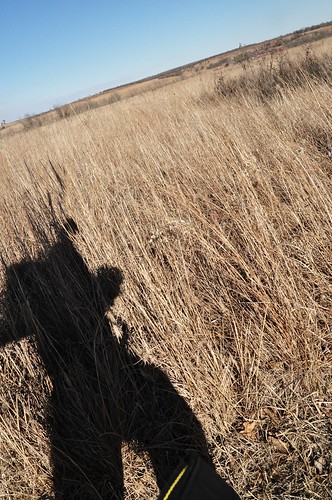oklahoma nature grass tall prairie preserve tallgrass conservancy bisonloop