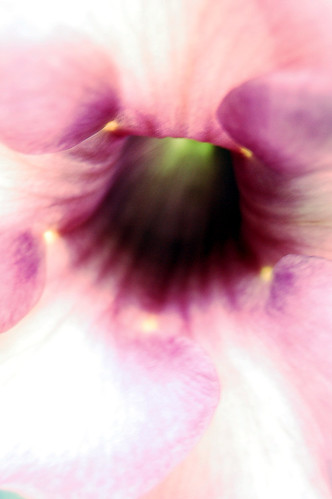 flower macro vine violetbell
