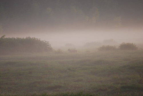 nature fog photography nikon indiana doe deer 300mm tina whitetail foggymorning d60 muscatatuck nikond60 muscatatucknwr