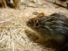 Mouse - Photo of Ranspach-le-Bas