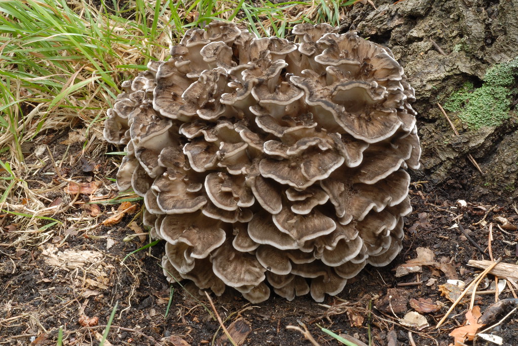 Hen of the Woods (Edible Mushrooms In Ontario 