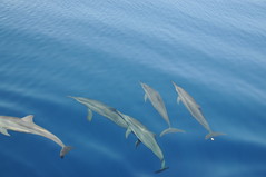 Dolphin & Scenic Canal Cruise