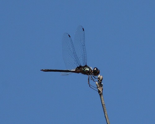 dragonfly tx odonata harriscounty burnetbay burnetpark metallicpennant idiataphecubensis